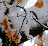 feuilles dautomne prises au pige