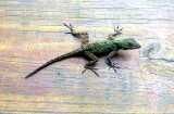lezard sur un banc