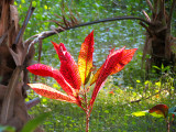 Un peu de rouge dans la jungle