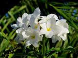 Fleurs blanches sur un arbre