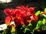Poinsettia au lobby