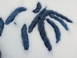 Araignée de corde
