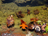 la danse des feuilles