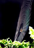 Spiderweb