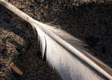 plume pour flèche