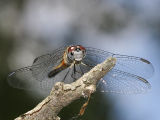 Blue Dasher 01