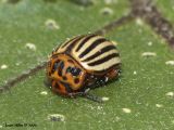 Colorado Potato Beetle 01