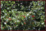 European holly near Salceda