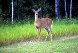Deer at Fox Lake.jpg