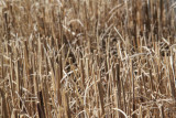 ir-130305__9157_11-38.jpg