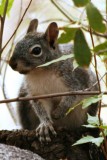 Arizona Gray Squirrel