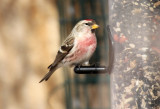 Redpoll sp., adult male