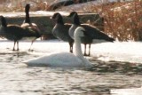 Trumpeter Swan