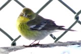 Pine Warbler, ad. male