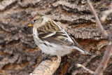 Redpoll sp., imm. female (same bird)