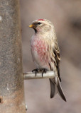 Redpoll sp., adult male #2
