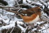 Eastern Towhee (female)