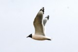 Franklins Gull (adult)