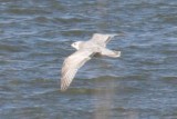 Thayers Gull (1st cycle)