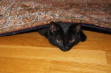 Under the rug