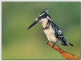 Pied kingfisher.