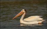 American White Pelican