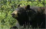 Black Bear