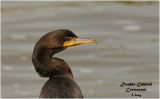 Double Crested Cormorant