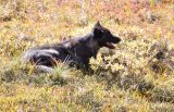 Denali black wolf