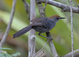 Slender Antbird, Rhopornis ardesiaca, female, Montane Atlantic forest at Boa Nova Bahia 20121115.JPG