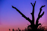 OnTopic: Tree_sunset