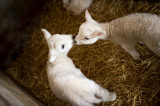 31st March 2013 <br> Easter lambs