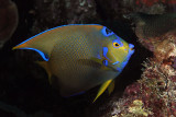 Queen angelfish
