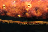 Wire coral shrimp