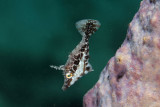 Slender filefish