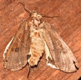 11003.1, Noctua pronuba, Large Yellow Underwing