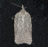 3540, Acleris logiana