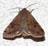 10495, Orthosia hibisci 