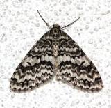 7639, Cladara atroliturata, The Scribbler