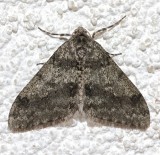 6660, Phigalia strigataria, Small Phigalia