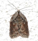 3536, Acleris robertsoniana.