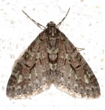 7637, Cladara  limitaria, Mottled Gray Carpet Moth