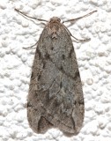 6662, Paleacrita vermata, Spring Cankerworm Moth