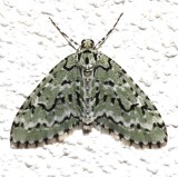 7639, Cladara atroliturata