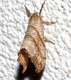 6252, Two-lined Hooktip