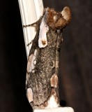 6240, Euthyatira pudens, Dogwood Thyatirid