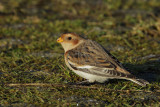 Snow Bunting female (Plectrophenax nivalis) 