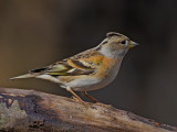 Brambling (Fringilla montifringilla) 