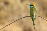 Little Green Bee-eater (Merops orientalis ssp. muscatensis) 