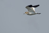 Sociable Lapwing (Vanellus gregarius) 